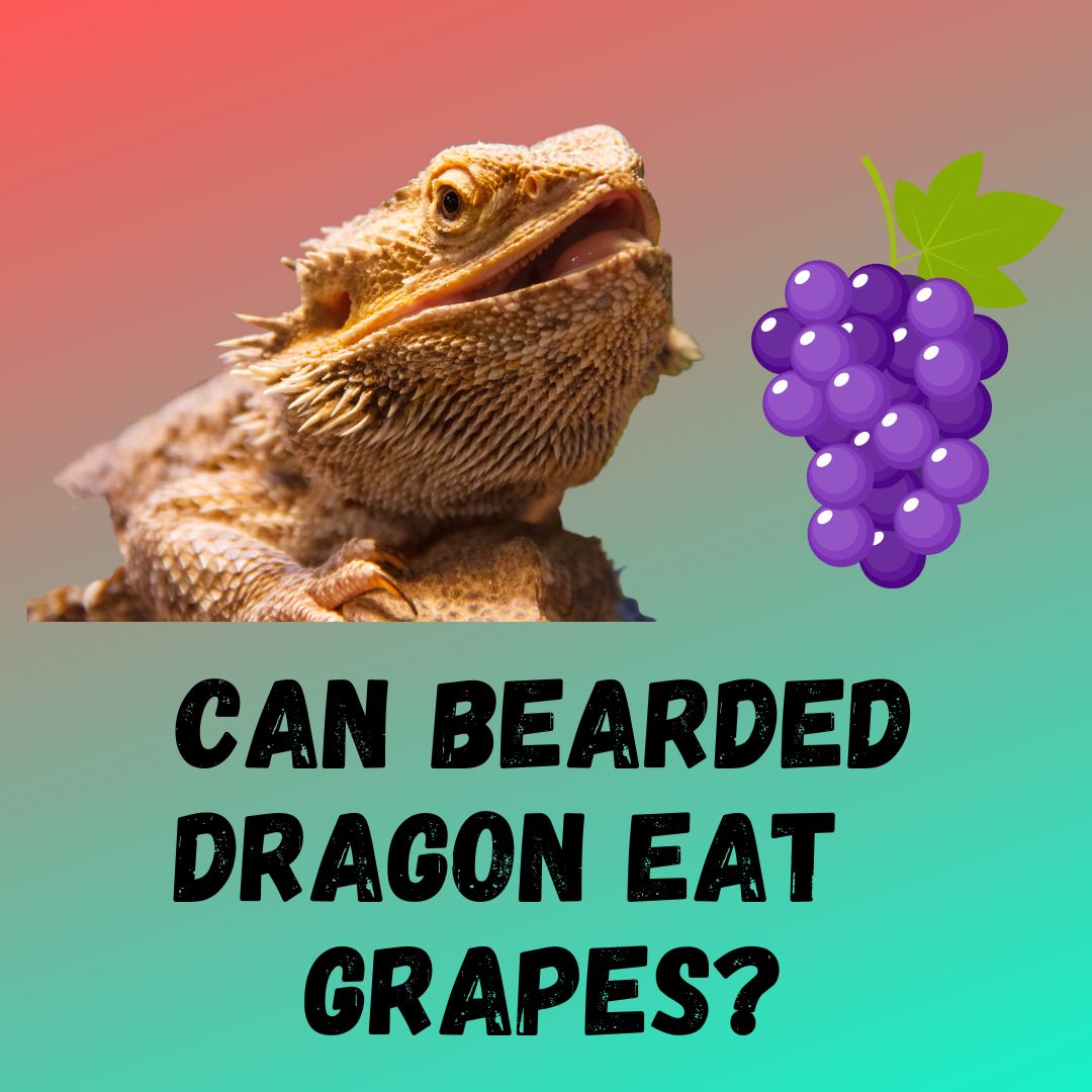 Can Bearded Dragon Eat Grapes