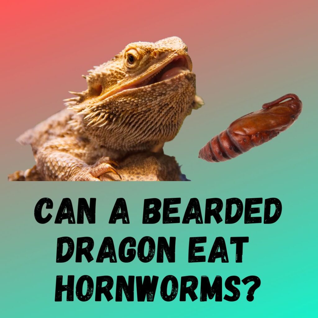 Can Bearded Dragon Eat Hornworms