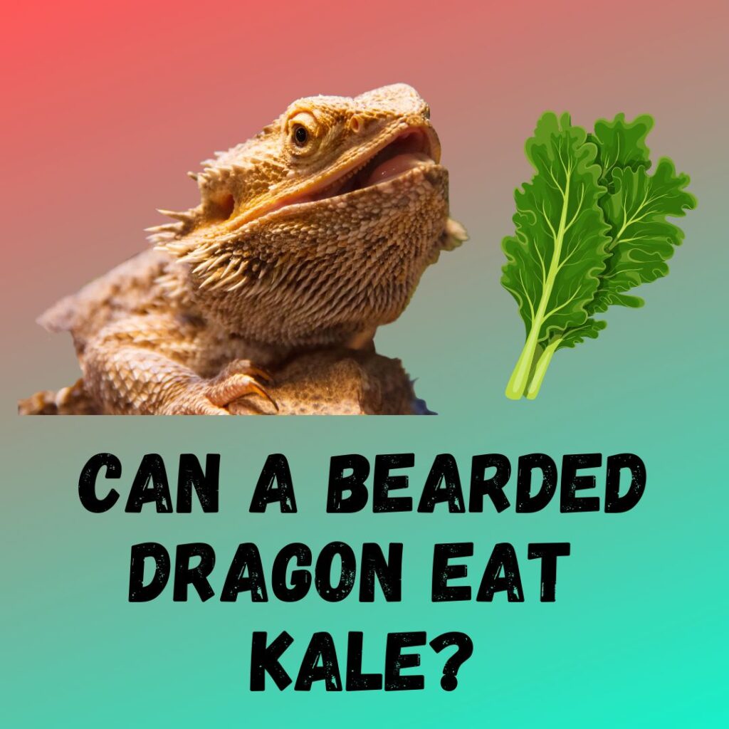 Can Bearded Dragon Eat Kale