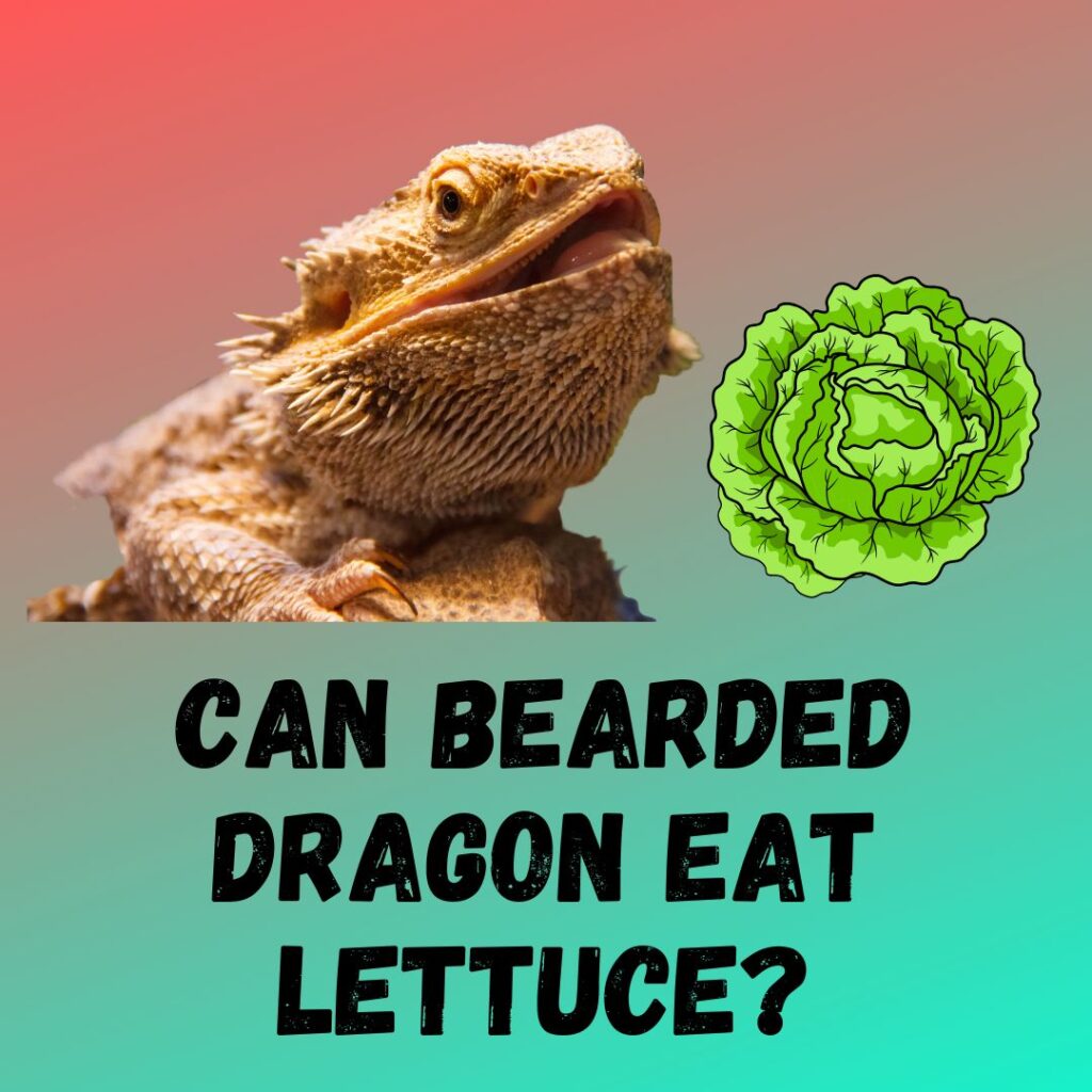 Can Bearded Dragon Eat Lettuce