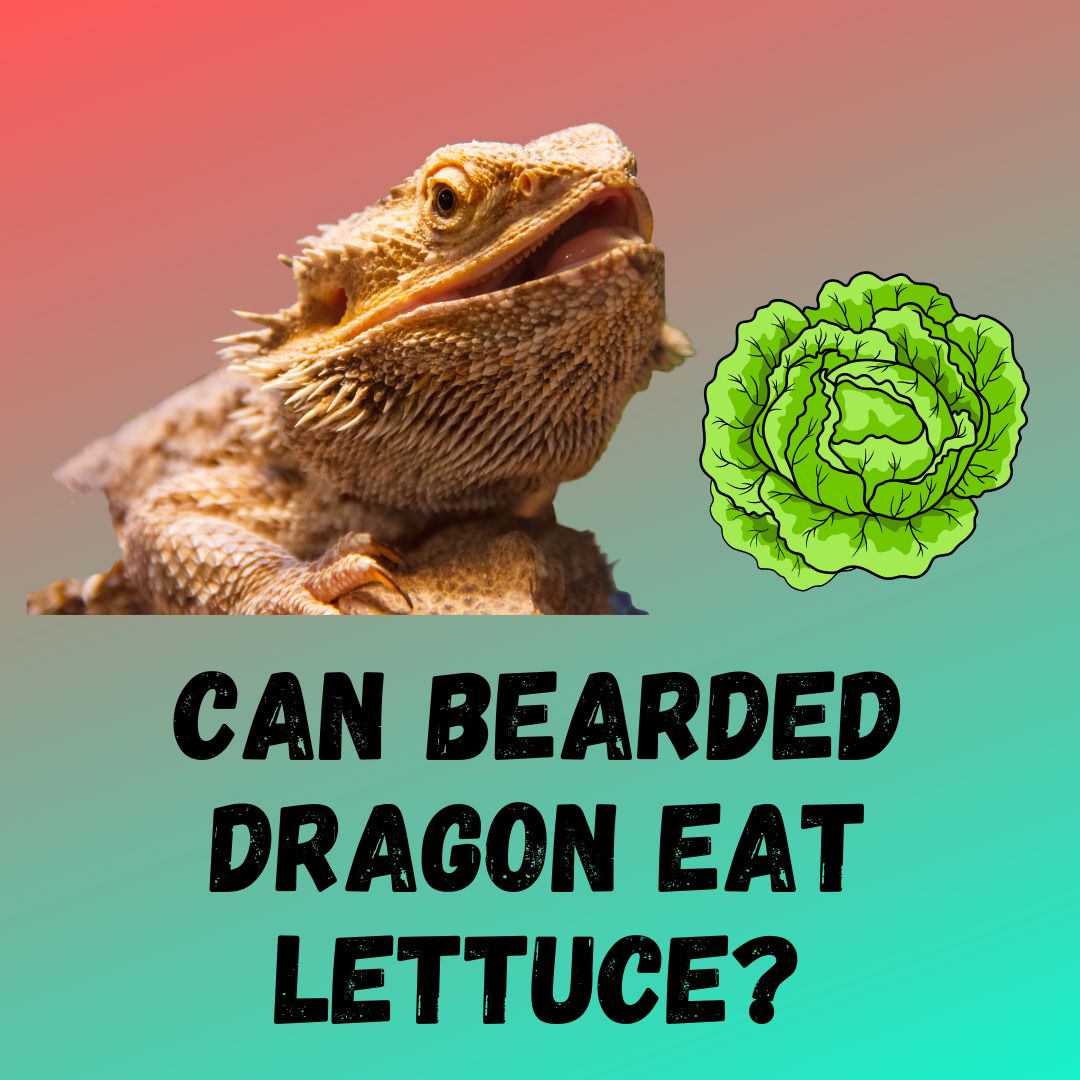 Can Bearded Dragons Eat Lettuce? [Nutriotionally POOR]