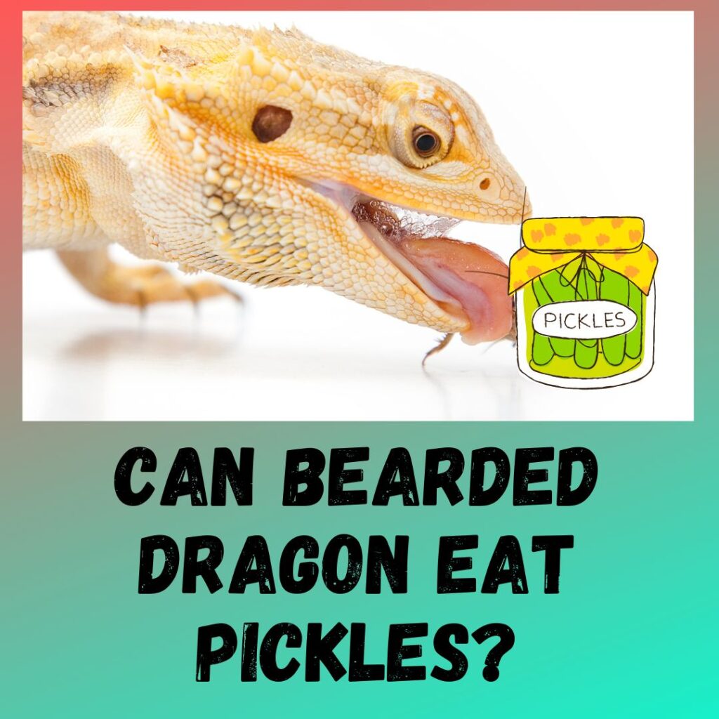 Can Bearded Dragon Eat Pickles