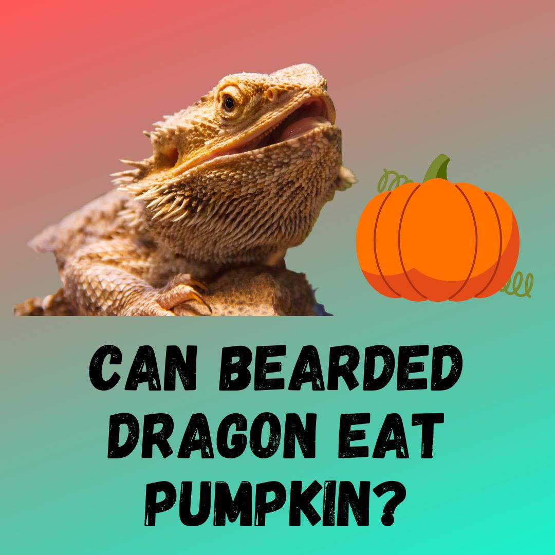 Can Bearded Dragons Eat Pumpkin [4 BENEFITS]