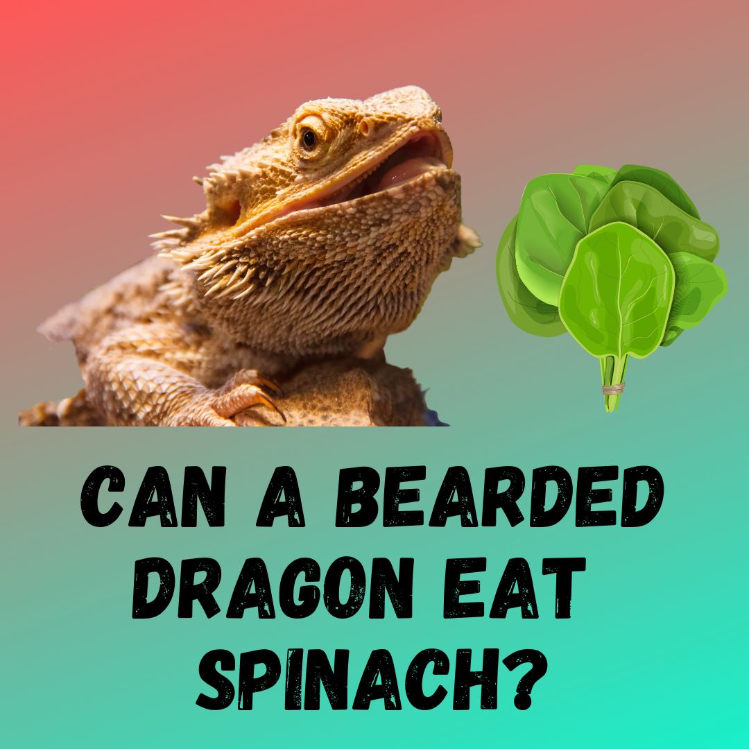 Can Bearded Dragon Eat Spinach