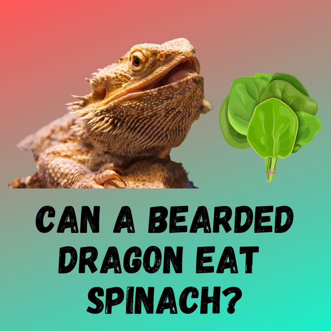 Can Bearded Dragon Eat Spinach? Risks & Benefits