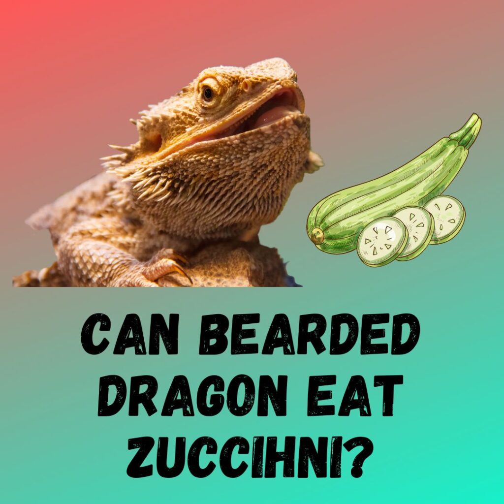 Can Bearded Dragons Eat Zucchini? [Feeding Guide]