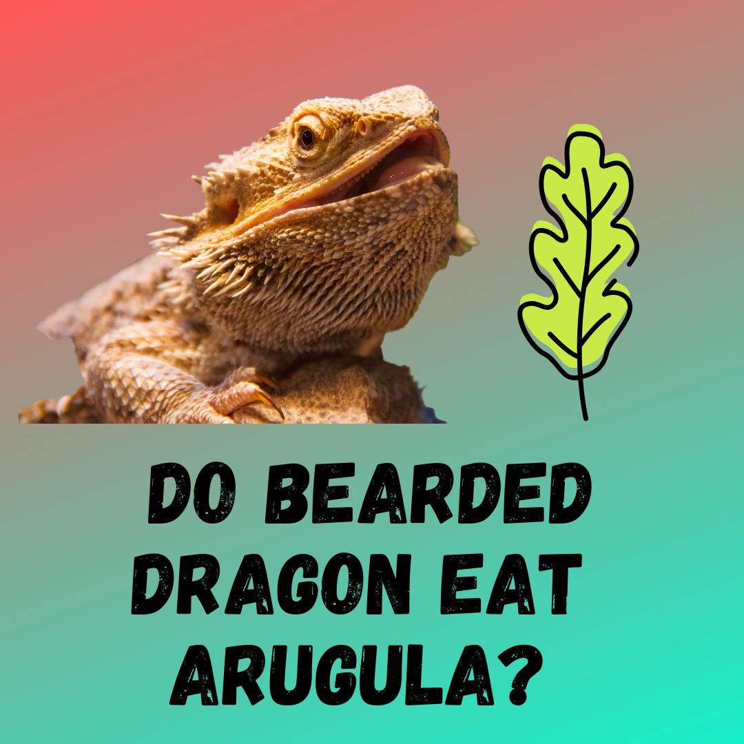 Can Bearded Dragons Eat Arugula