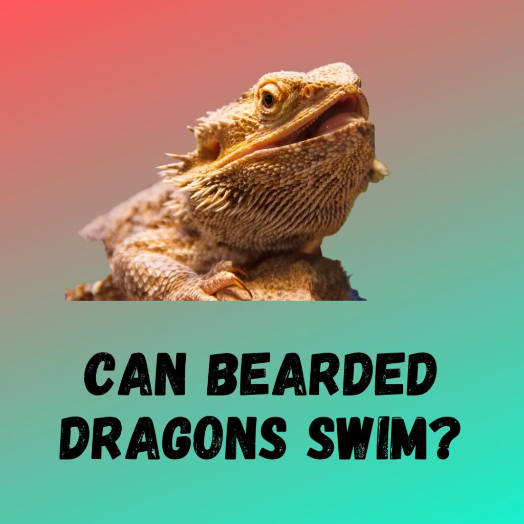 Can Bearded Dragons Swim