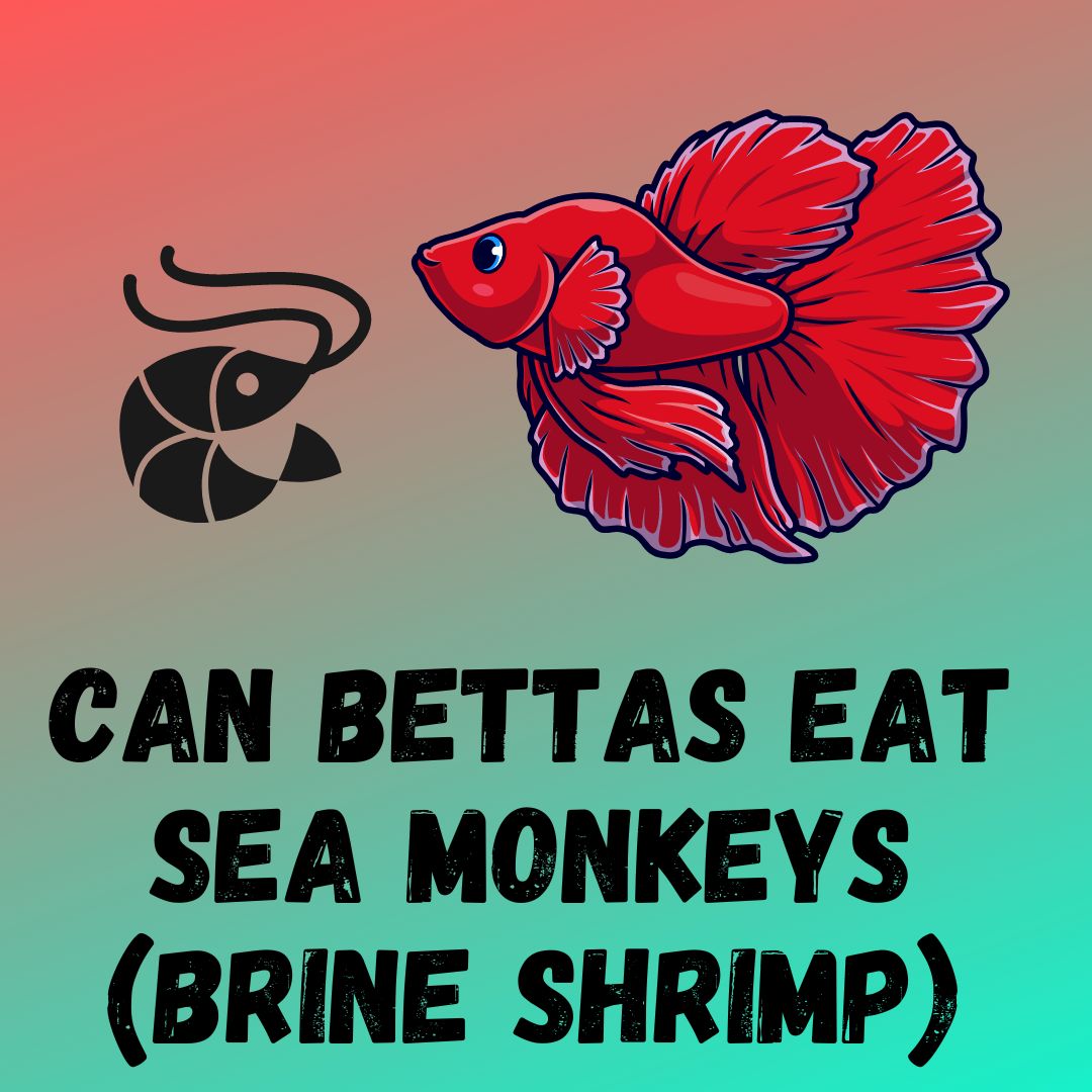 Can Betta Fish Eat Sea Monkeys