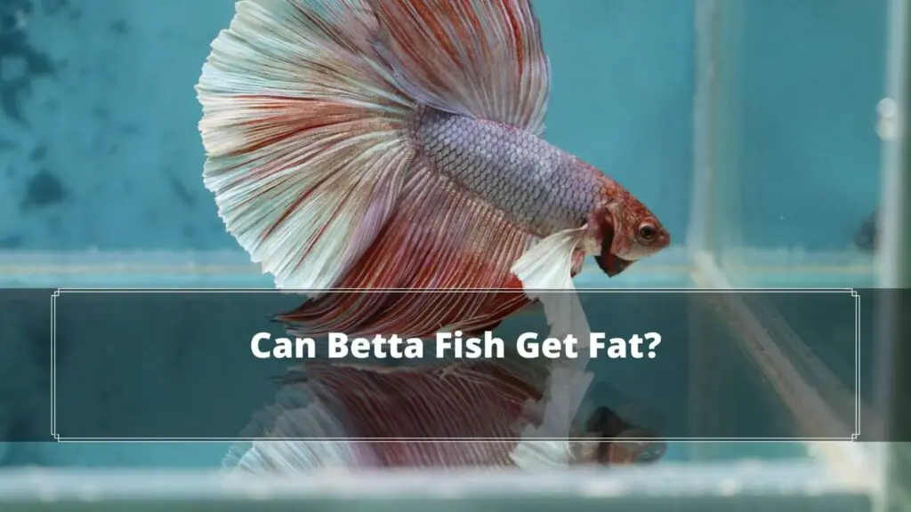 Can Betta Fish Get Fat? 