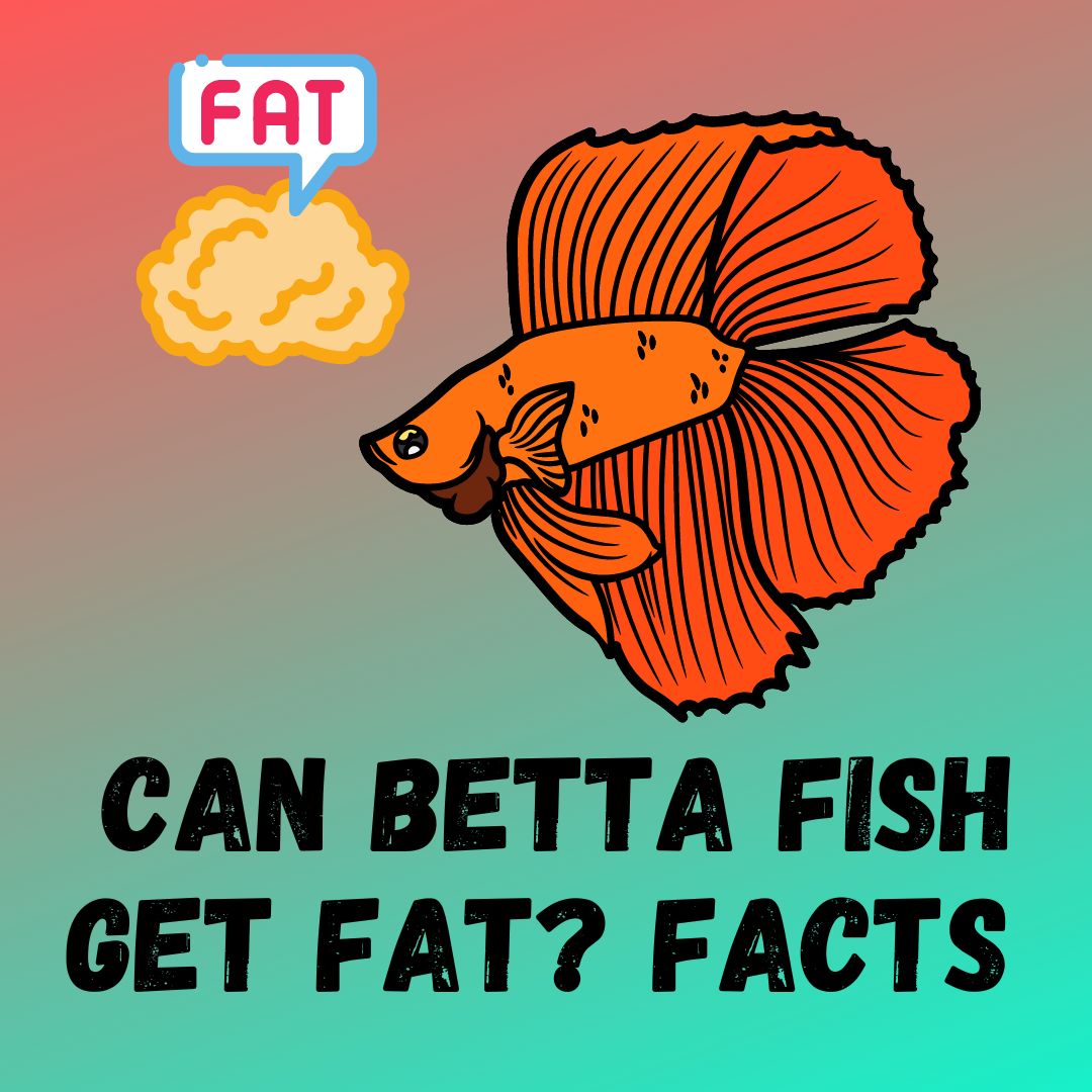 Can Betta Fish Get Fat? [Reasons and Remedies]