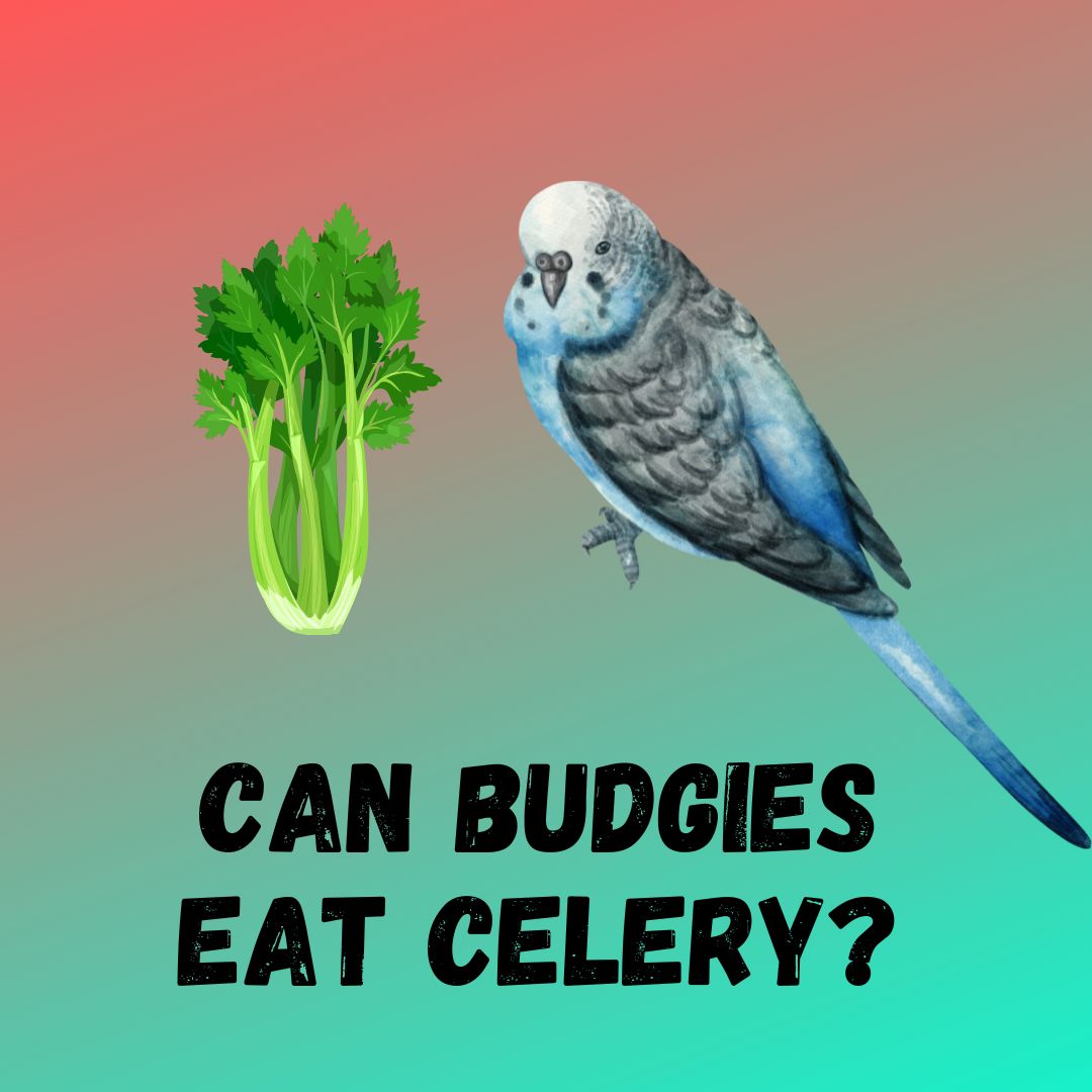 Can Budgies Eat Celery? [FEEDING GUIDE]