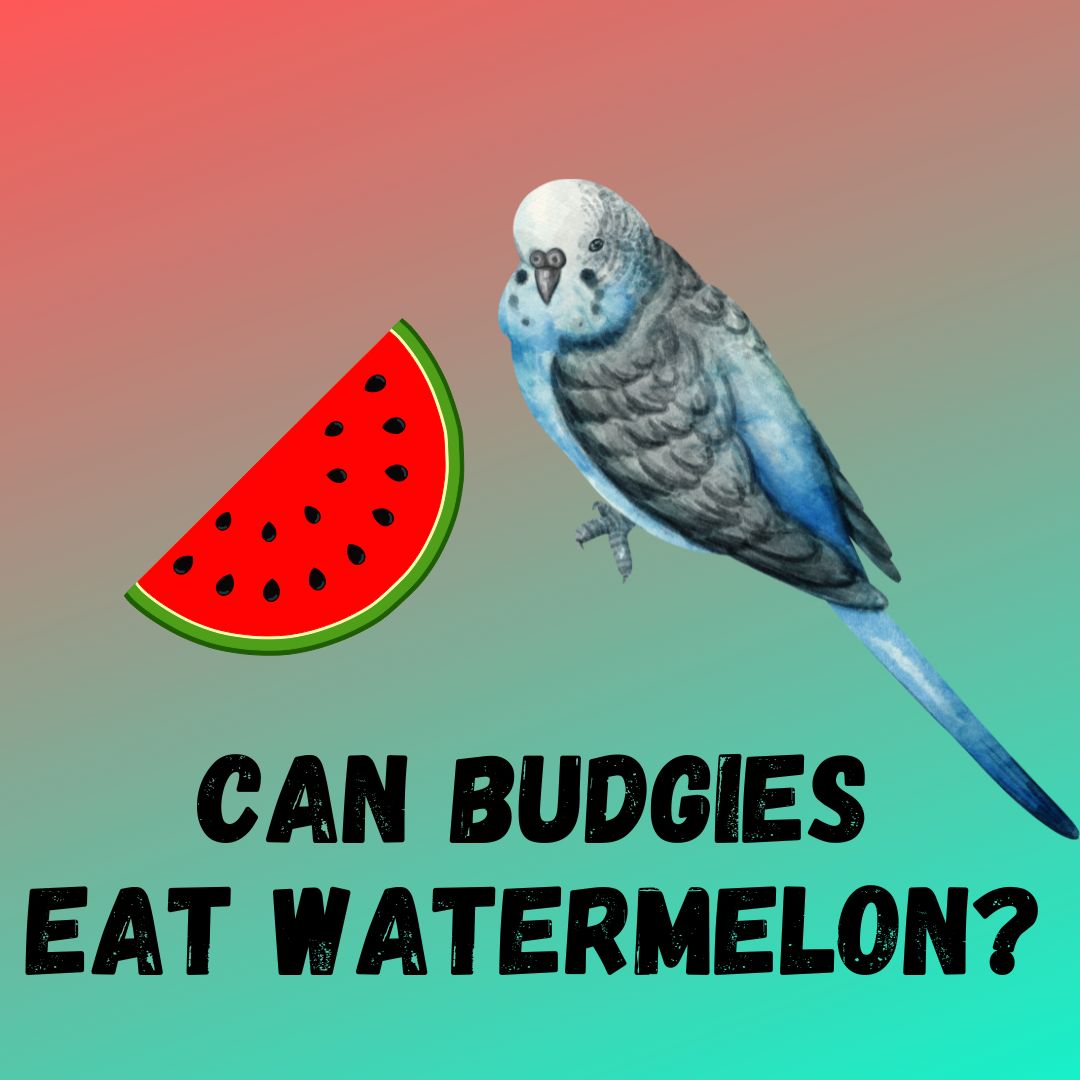 Can Budgies Eat Watermelon? [Feeding Guide]