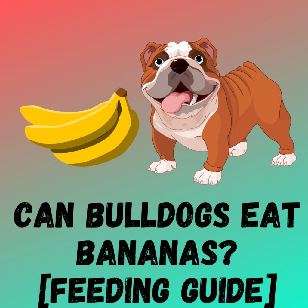 Can Bulldogs Eat Bananas