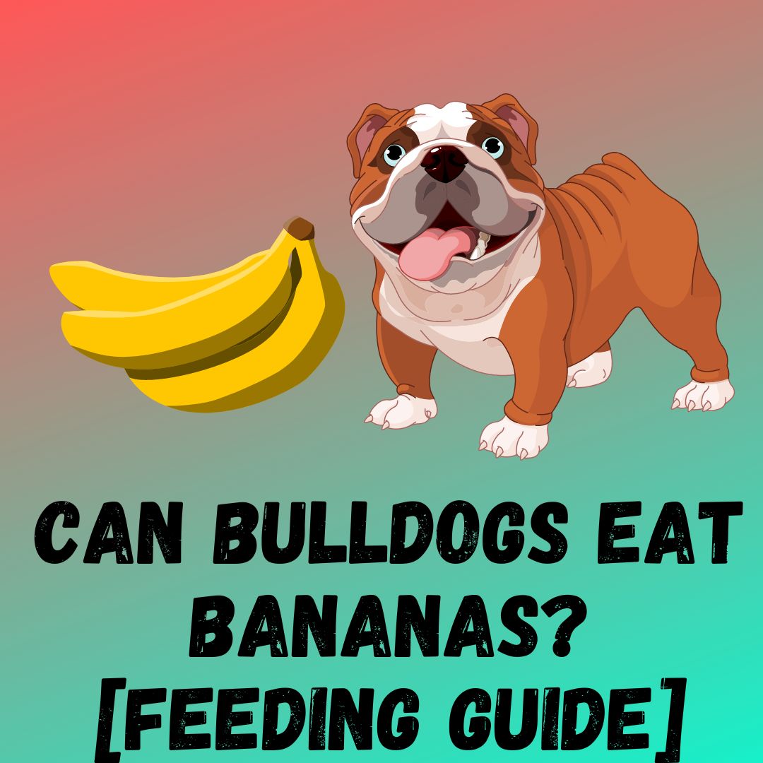 Can Bulldogs Eat Bananas? [Feeding Guide]