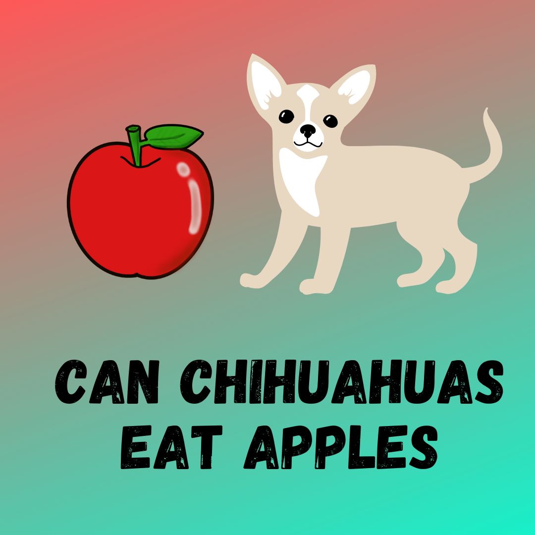 Can Chihuahuas Eat Apples