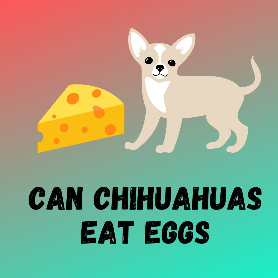 Can Chihuahuas Eat Cheese