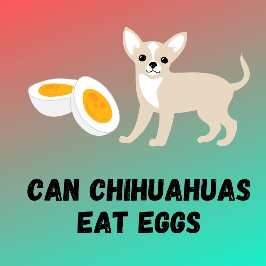 Can Chihuahuas Eat Eggs