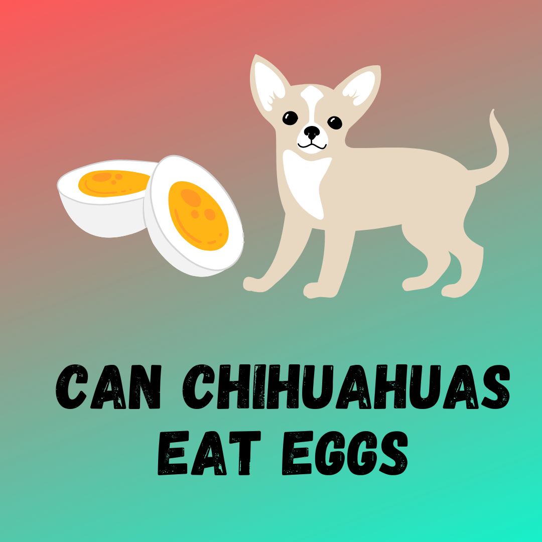 Can Chihuahuas Eat Eggs