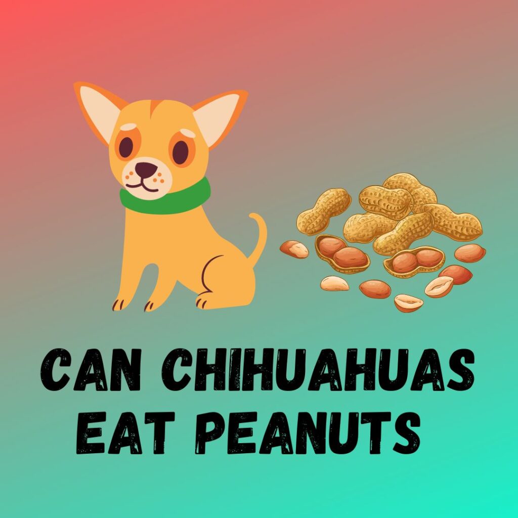 Can Chihuahuas Eat Peanut Butter [8 Benefits]