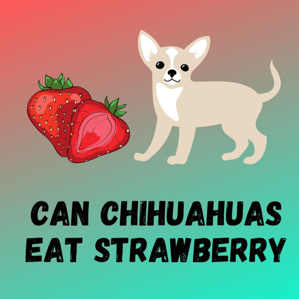 Can Chihuahuas Eat Strawberries