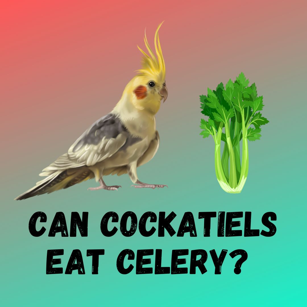Can Cockatiels Eat Celery? [3 BENEFITS]