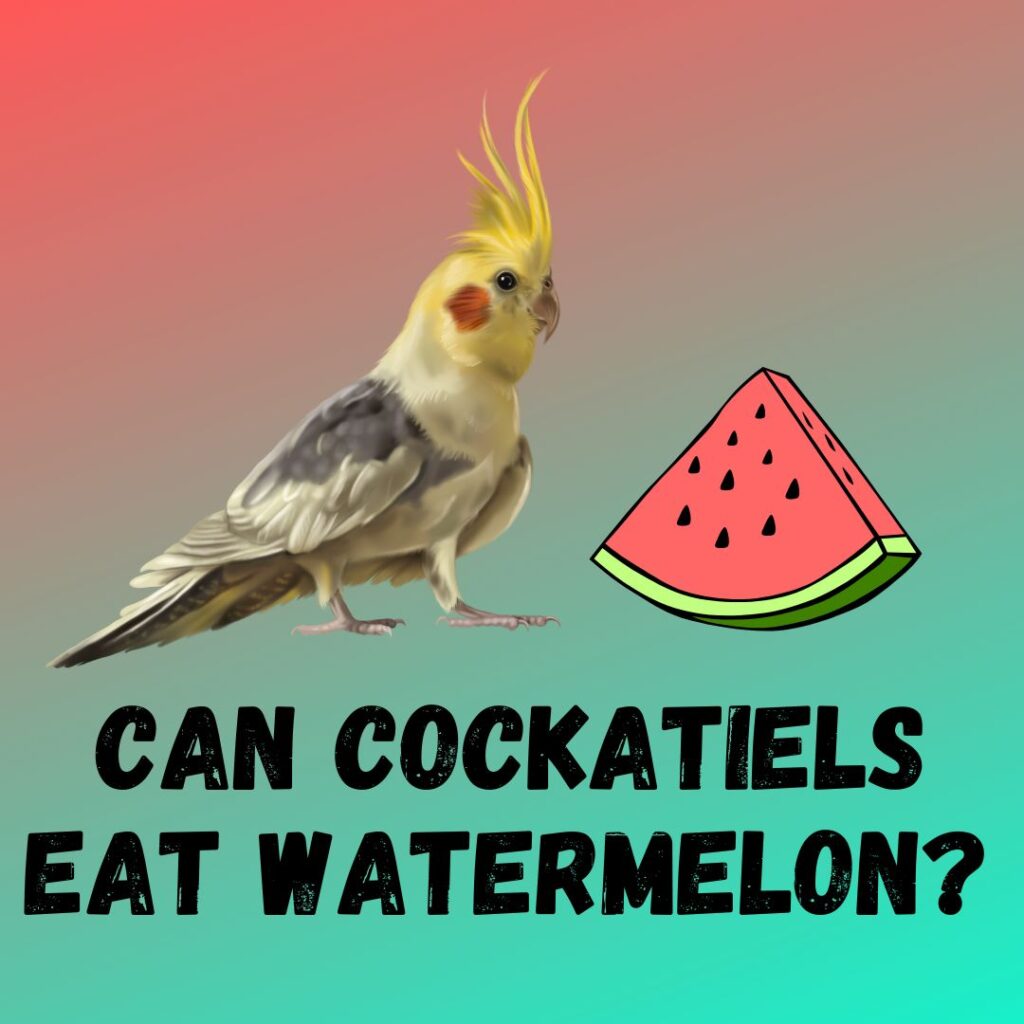 Can Cockatiels Eat Watermelon