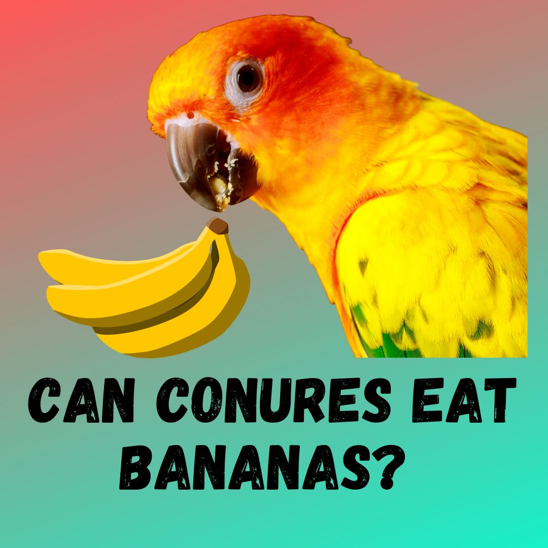 Can Conures Eat Bananas? [What About Peels]