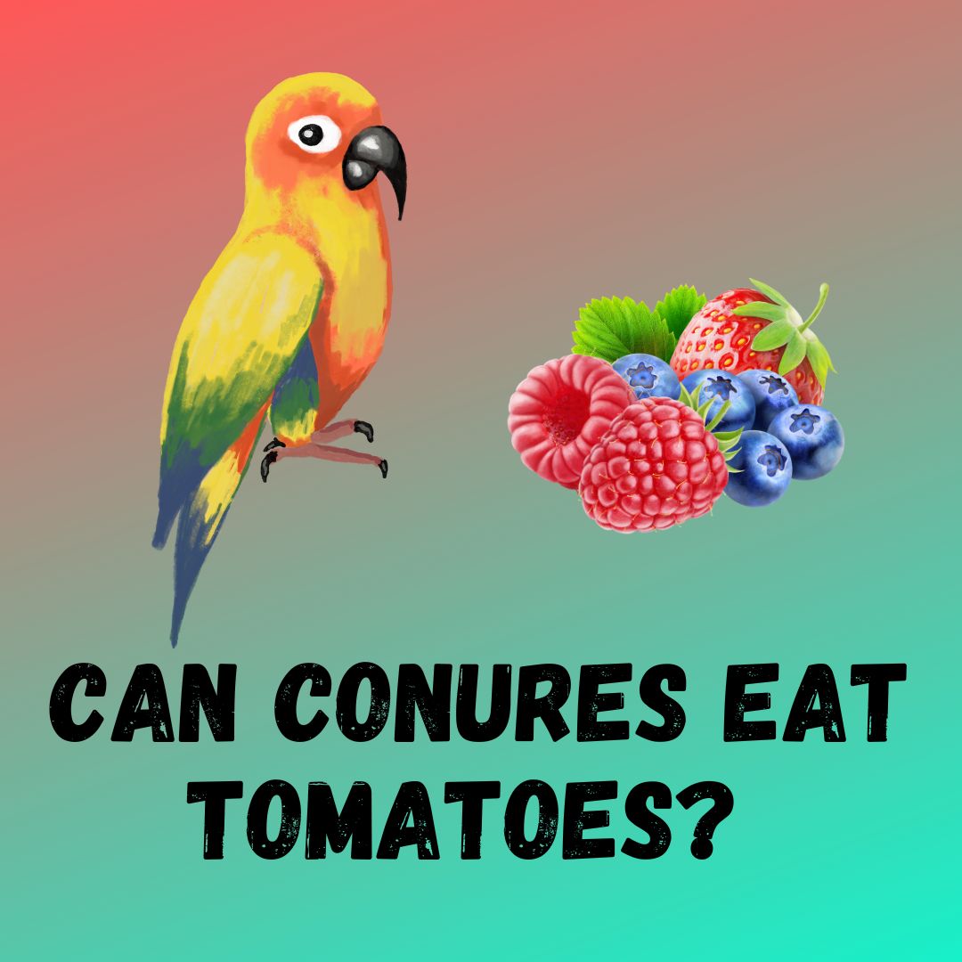 Can Conures Eat Berries