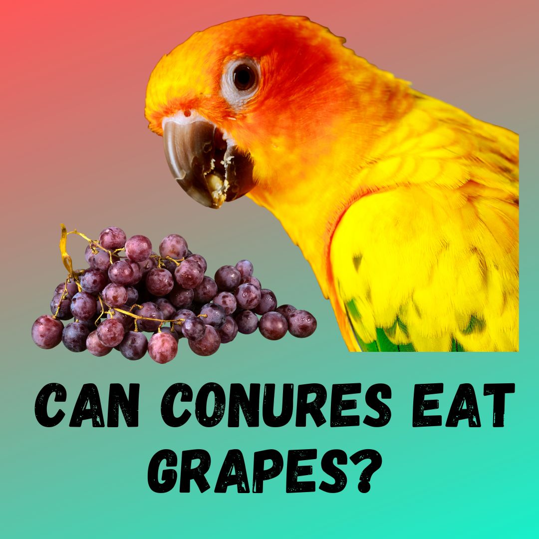 Can Conures Eat Grapes? [3 BENEFITS]