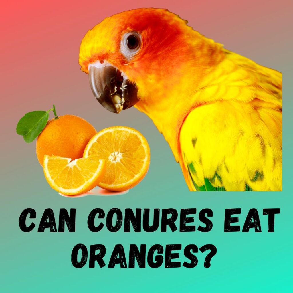 Can Conures eat Oranges