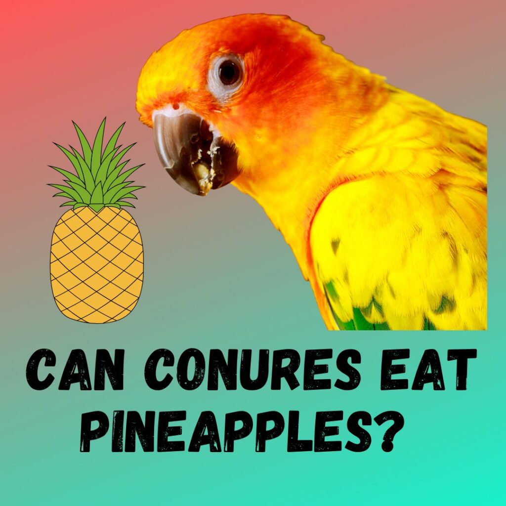 Can Conures Eat Pineapples