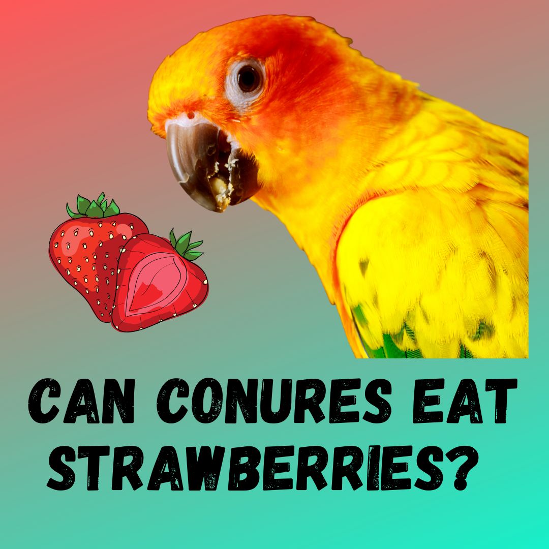 Can Conures Eat Strawberries