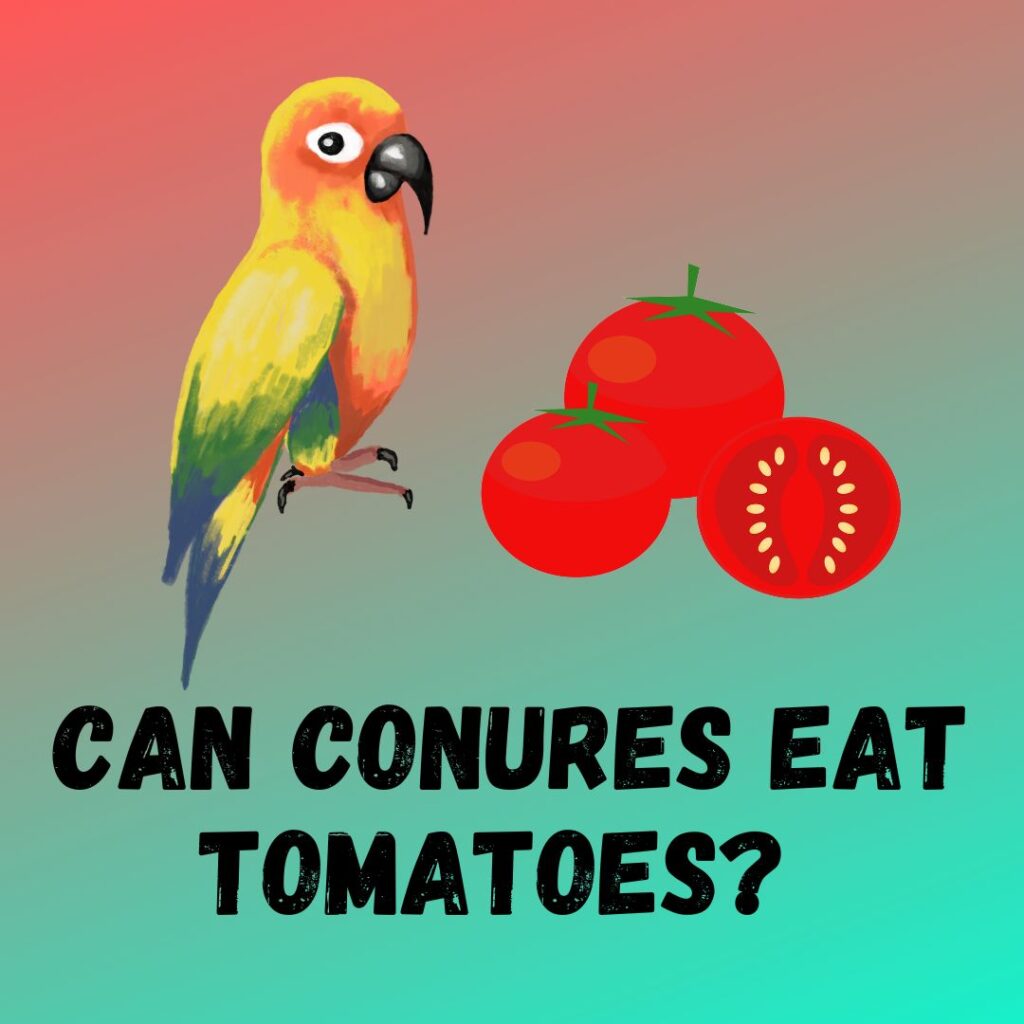 Can Conures Eat Tomatoes