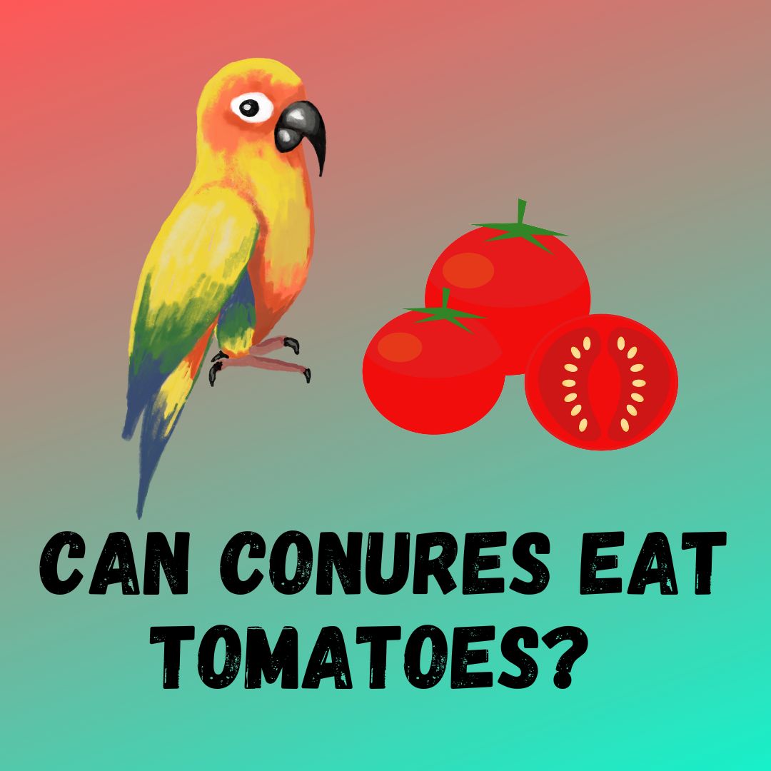 Can Conures Eat Tomatoes? [What about Unripe Tomatoes]