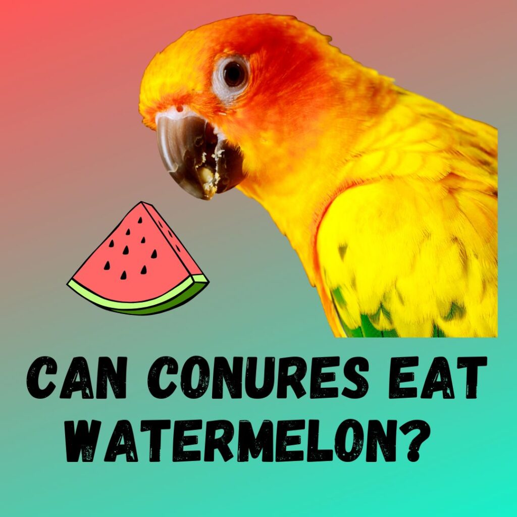 Can Conures Eat Watermelon