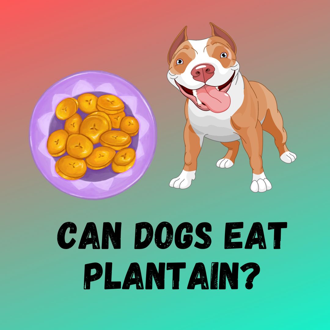 Can Dogs Eat Plantain