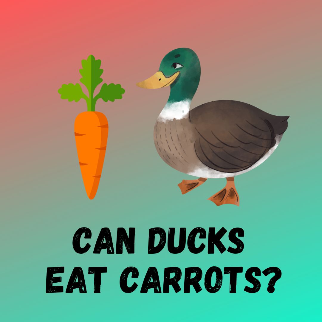 Can Ducks Eat Carrots