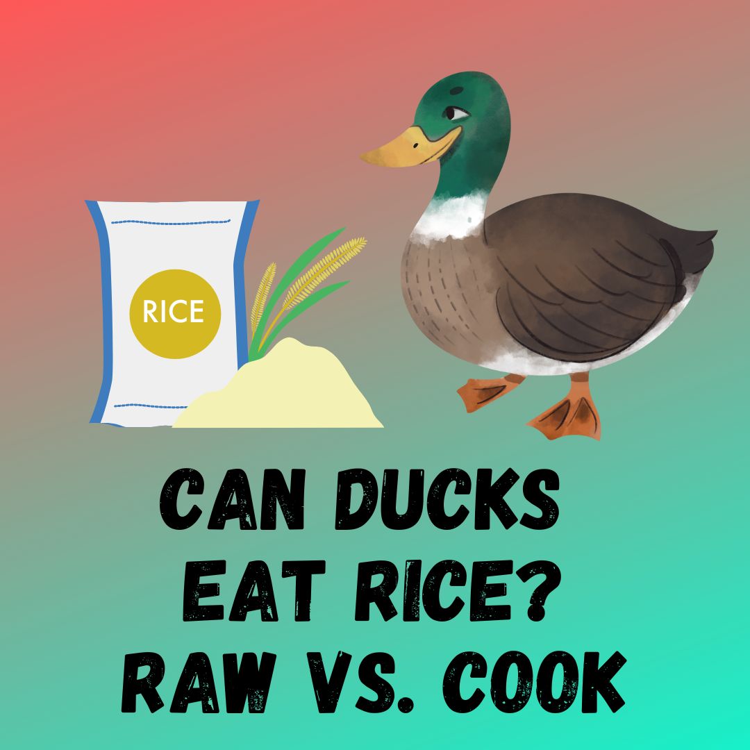 Can Ducks Eat Rice? [Cooked Vs. Uncoocked]