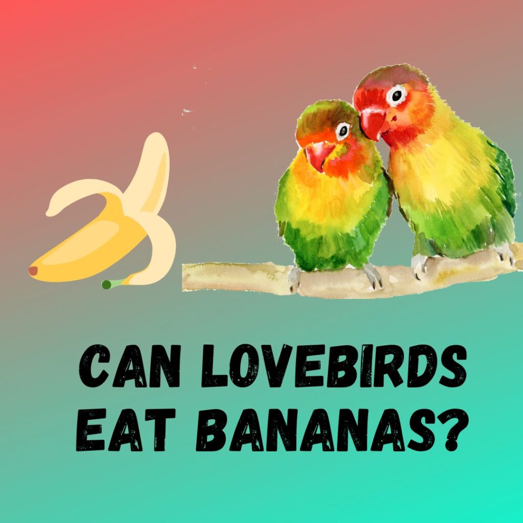 Can Lovebirds Eat Bananas