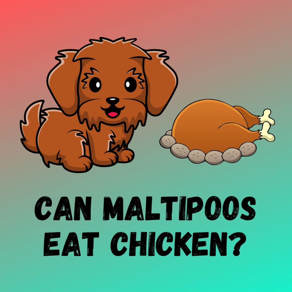 Can Maltipoos eat Chicken
