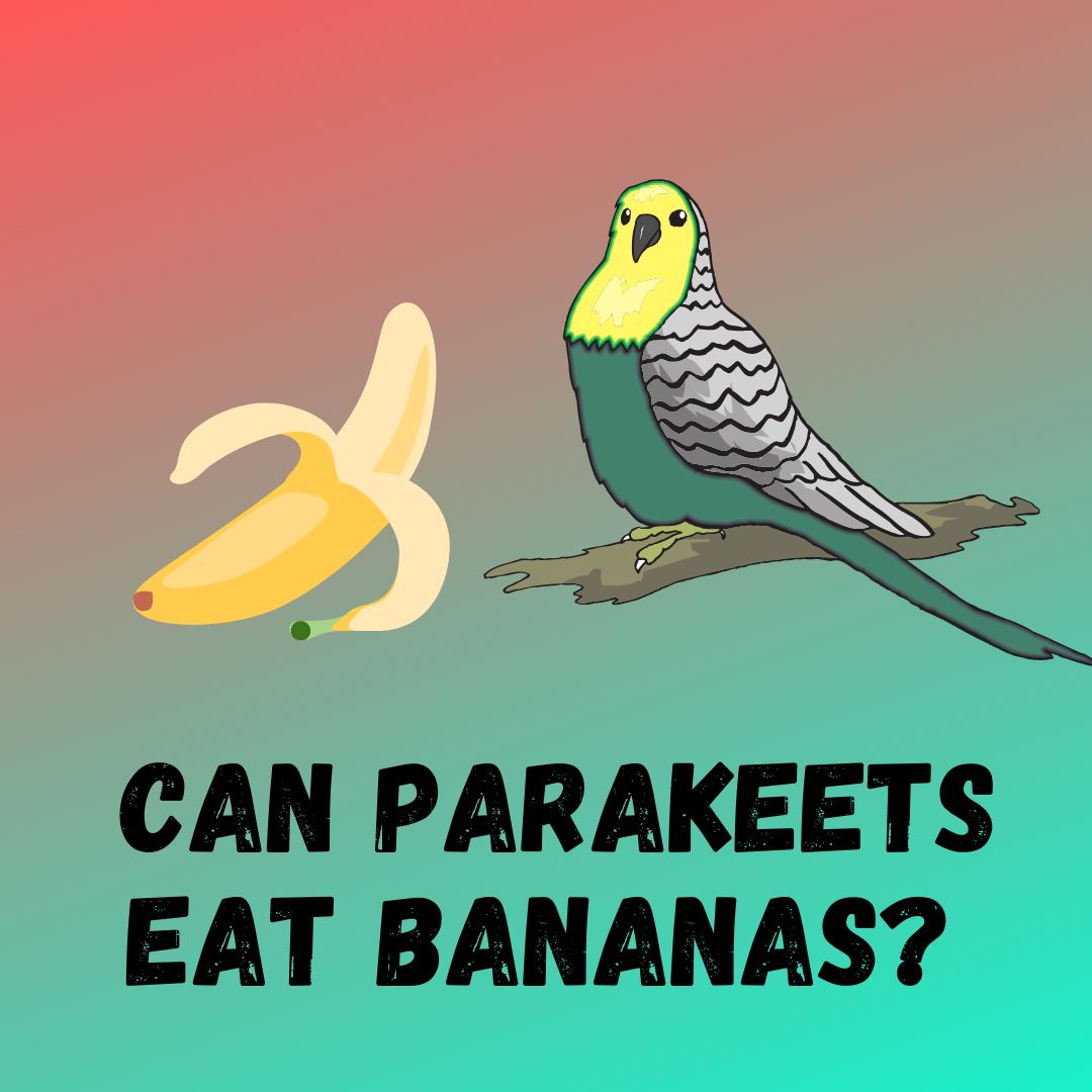 Can Parakeets Eat Bananas