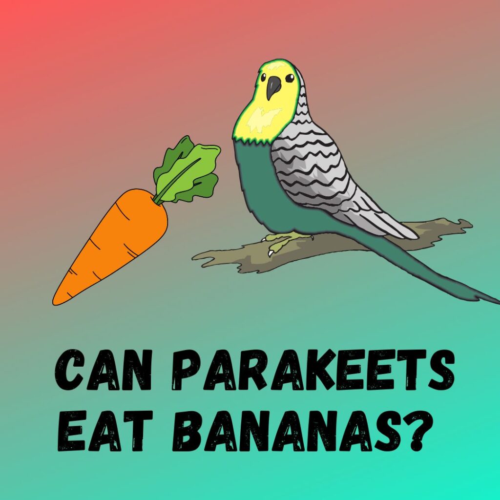 Can Parakeets Eat Carrots