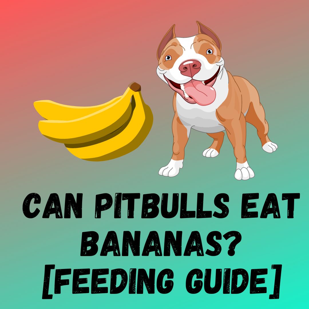 Can Pitbulls Eat Bananas? [Feeding Guide]