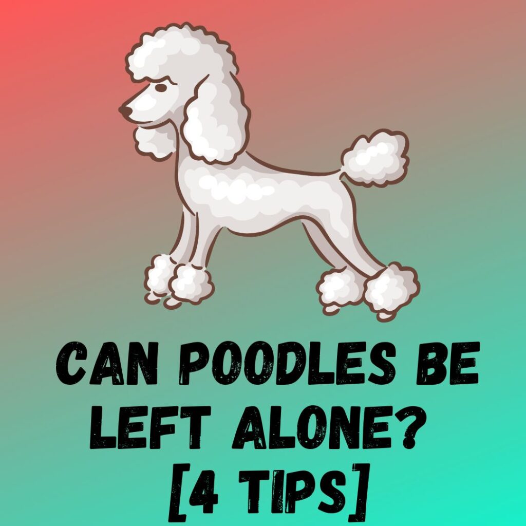 Can Poodles Be Left Alone [4 Tips]
