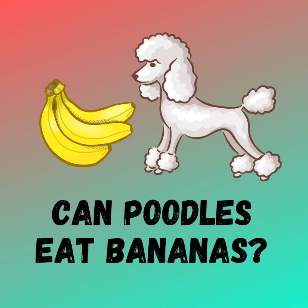 Can Poodles Eat Bananas? [Feeding Guide]