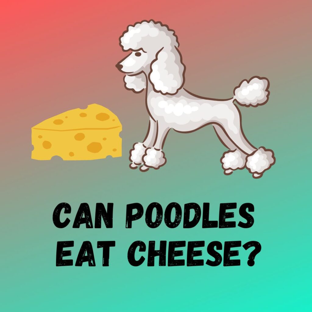 Can Poodles Eat Cheese