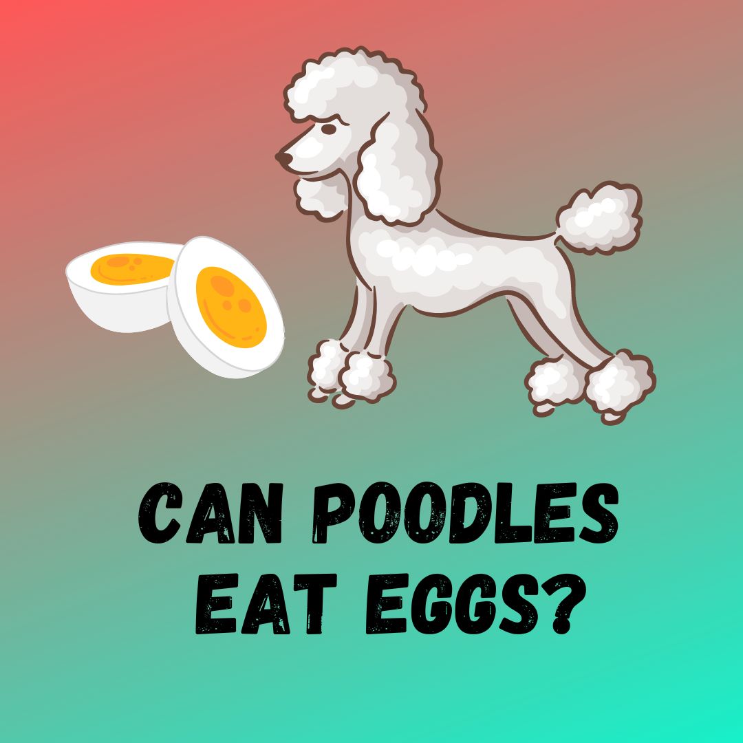 Can Poodles Eat Eggs