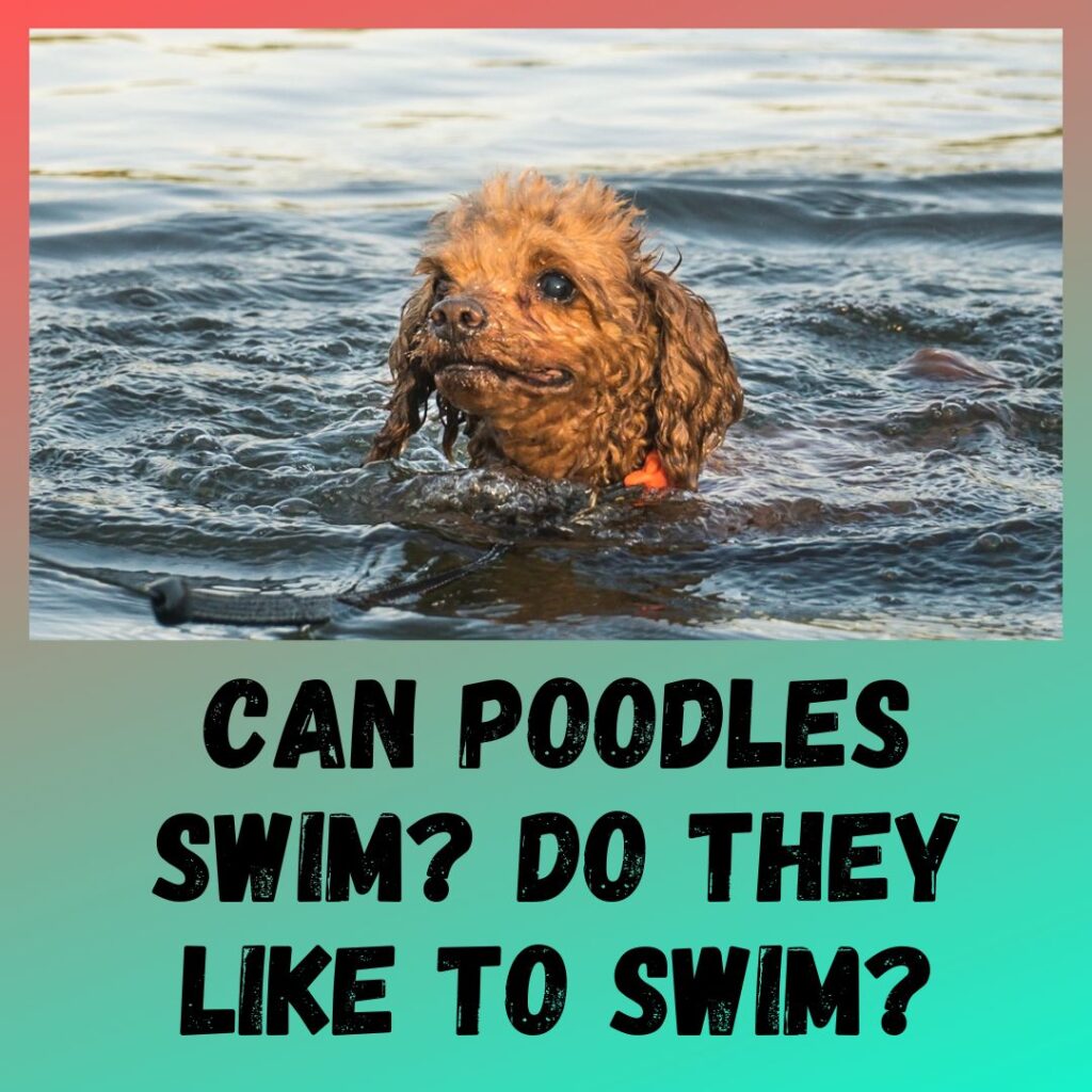 Can Poodles Swim Do they Like To Swim
