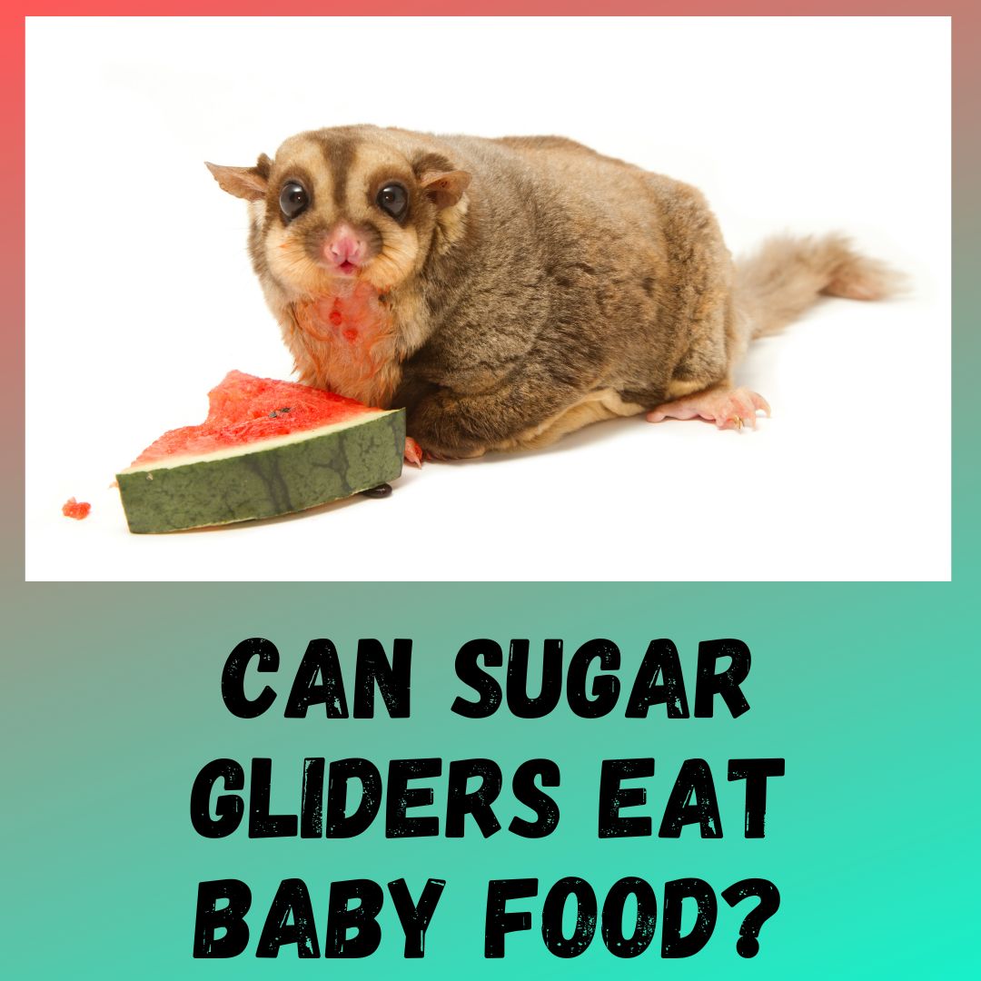 Can Sugar Gliders Eat Baby Food?